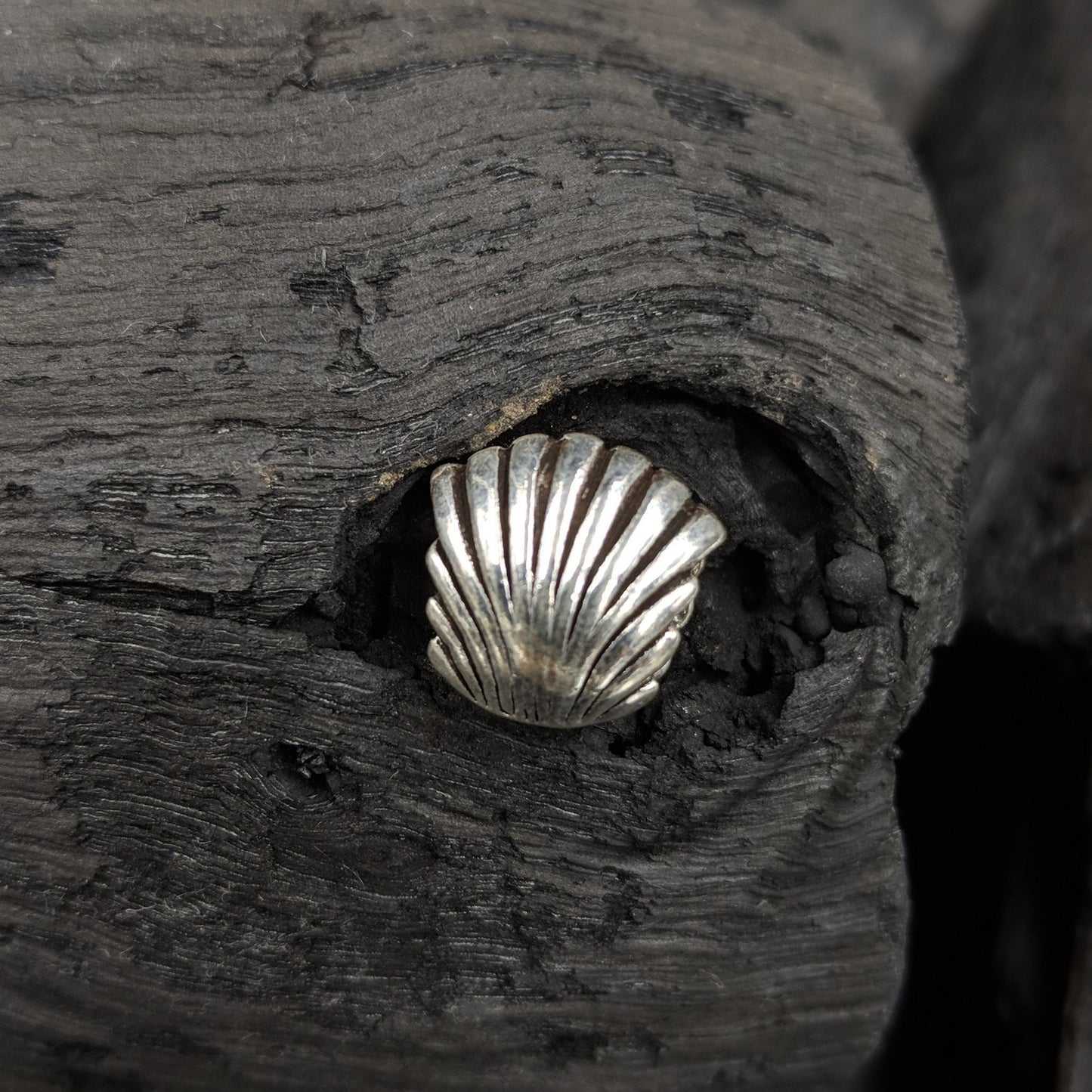 Charm - Cockle Shell